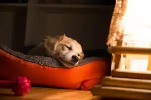 Koira nukkumassa makuualustan päällä.
